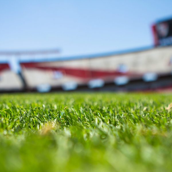 Grass on a Football Field in a Stadium